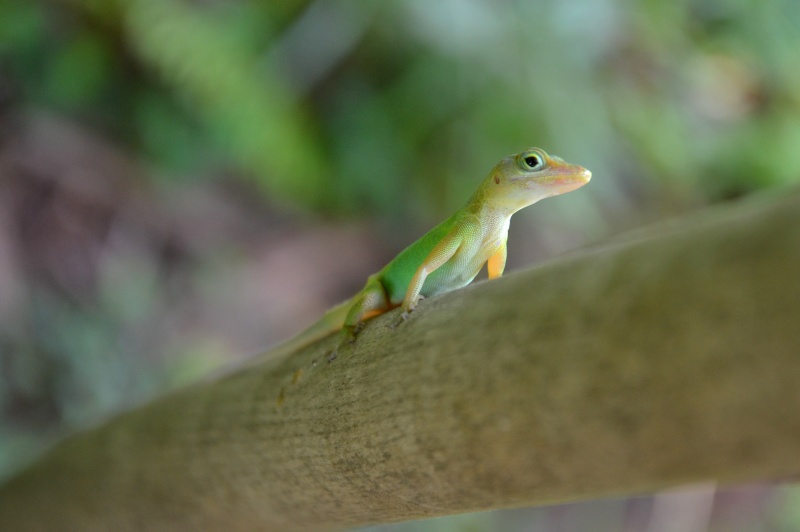 Anolis  Lazard10