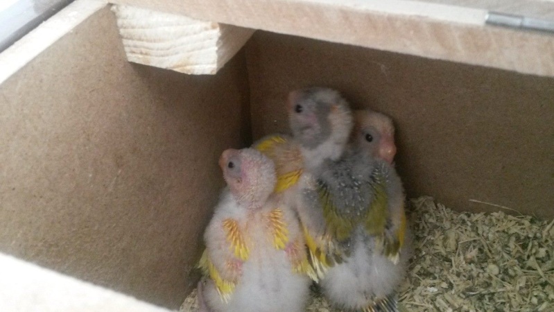 nos petits bébés 12639412