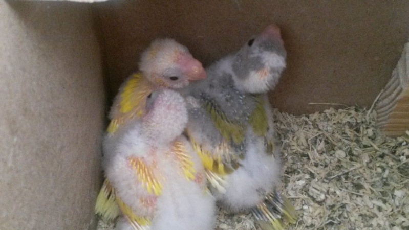 nos petits bébés 12712811