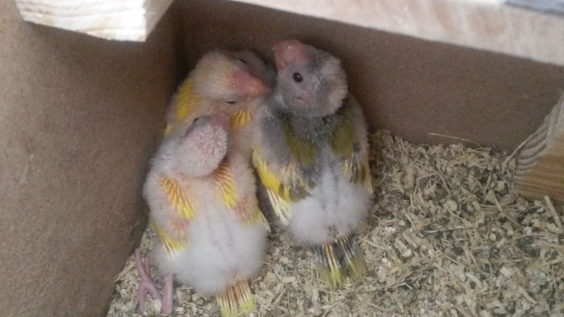 nos petits bébés 12764411