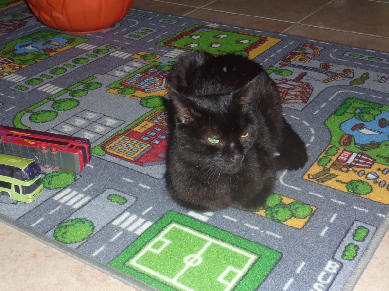 BROWNIE, chat noir, né ~2003 P1160014