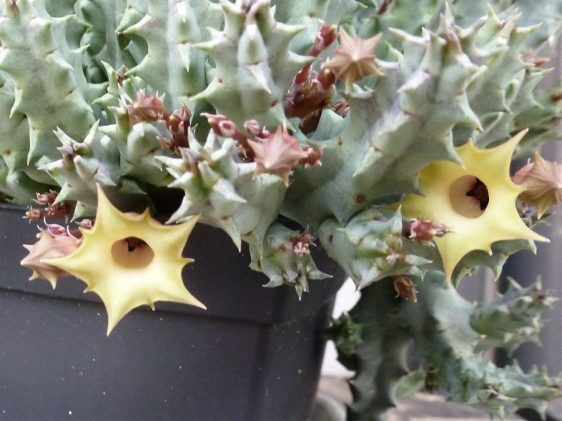 Caralluma: floraison Huerni12