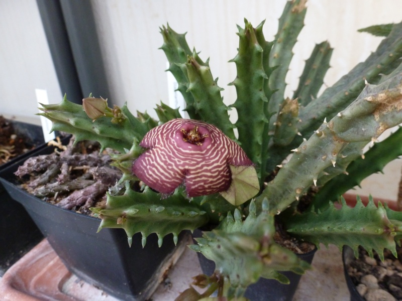 Caralluma: floraison Tomotr10