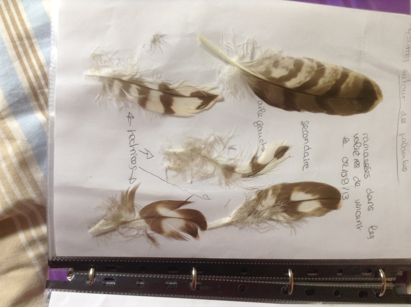 Trouvailles de plumes -été 2013- - Page 8 Img_1324