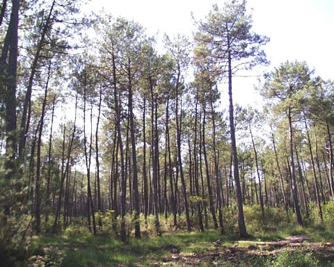 Forêt des Grands Pins Pin-fo10