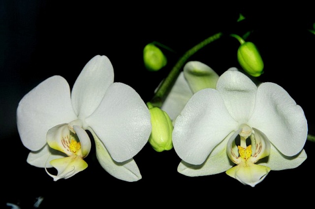Orchidées aussi Orchid11