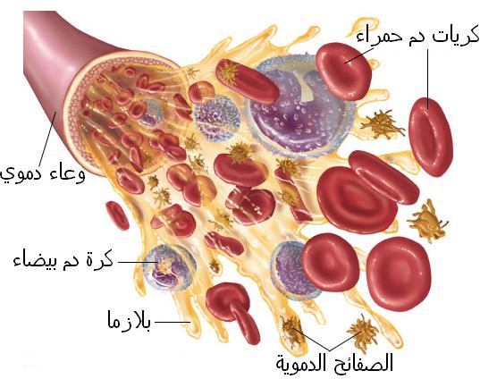 دم الانسان Blood10