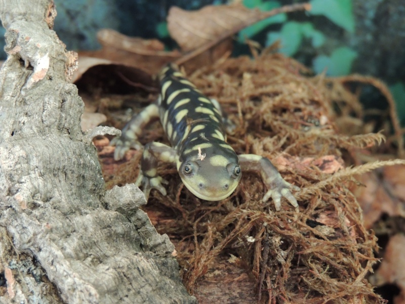 Mes petites Ambystoma mavortium :)  Dscn1811