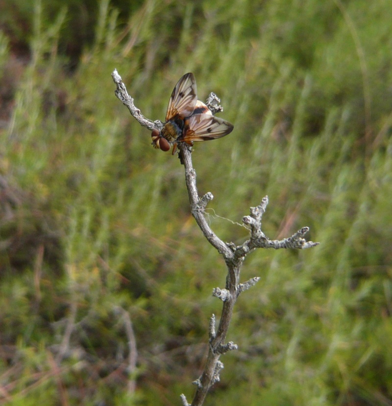 Mouche P1130712