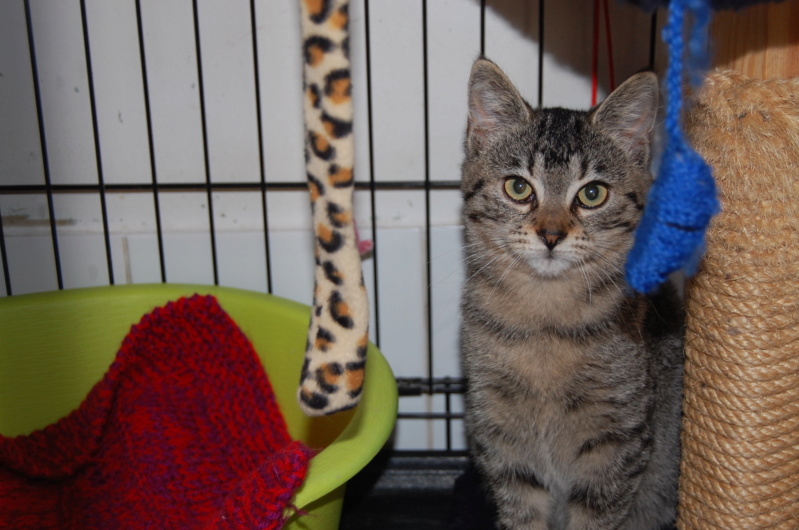 Pénélope, petite tigrée - Refuge du Mordant Chaton16