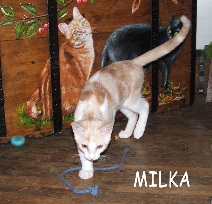 Milka, male de 3 mois, blanc et roux clair Milka310