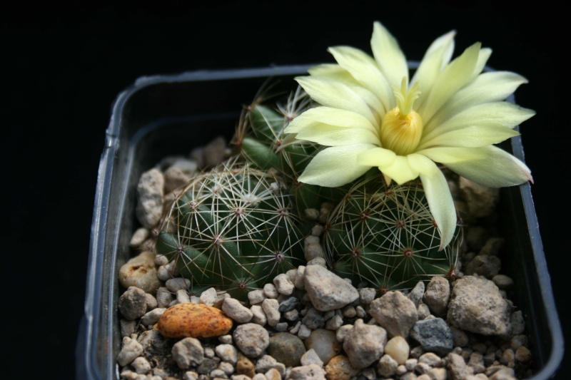 Coryphantha Img_2315