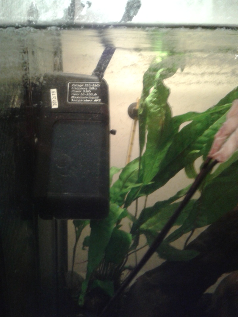 Mon aquarium a une eau verte pale Filtre10