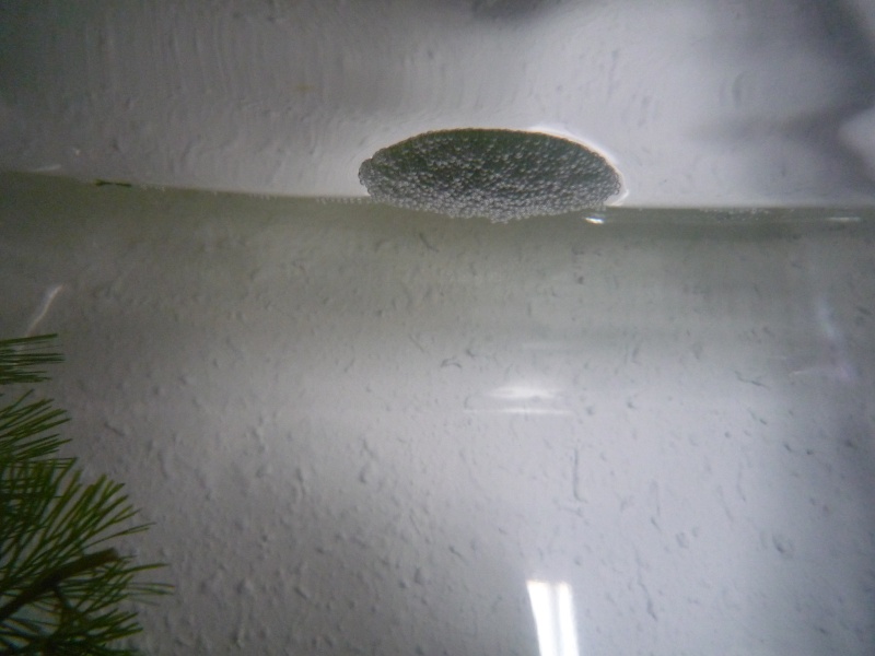 Nid de bulles et feuille de catappa P1010412