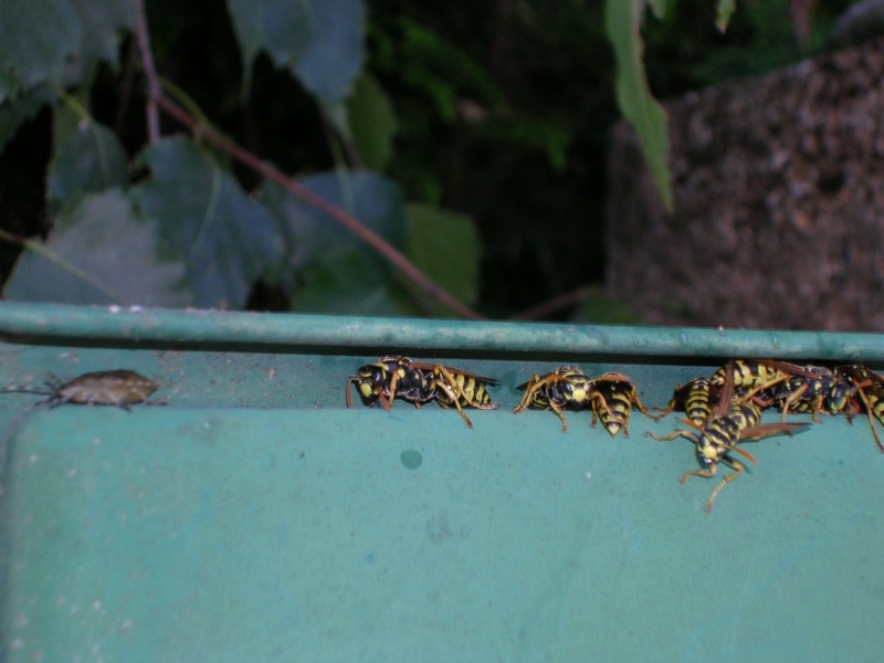 guêpes au-dessus de la boîte aux lettres Dscn1510