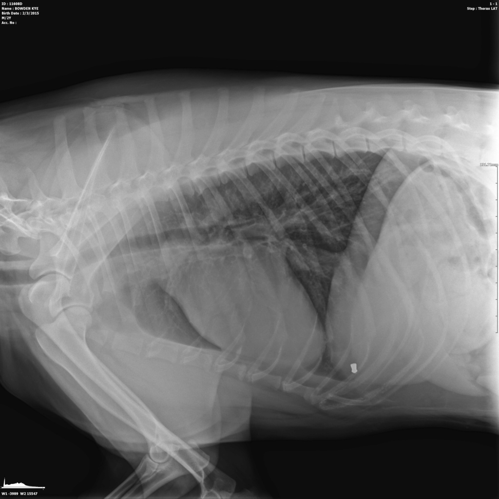 Squirt mystery illness and xrays S3374i10