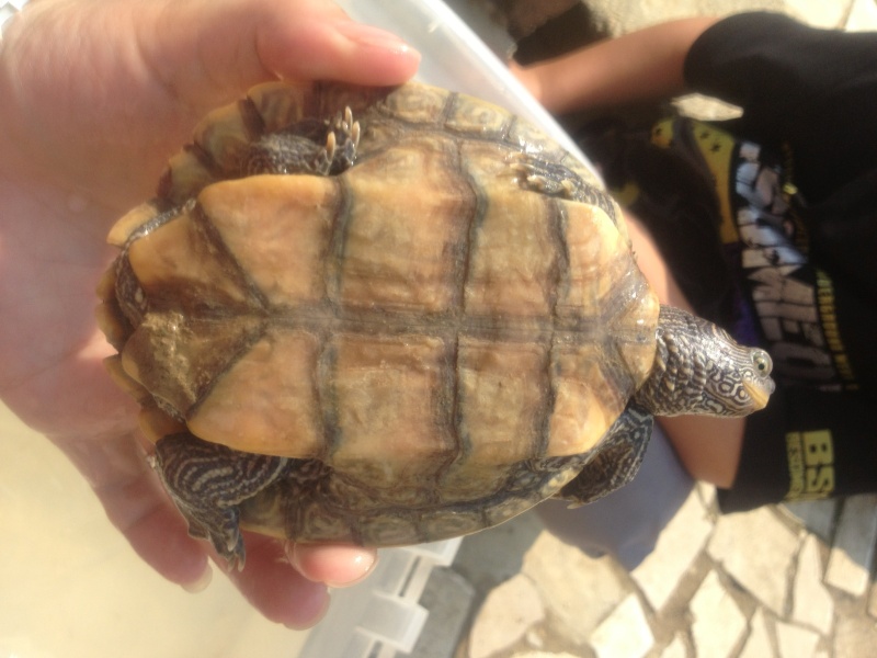identification tortue d'eau Img_9710