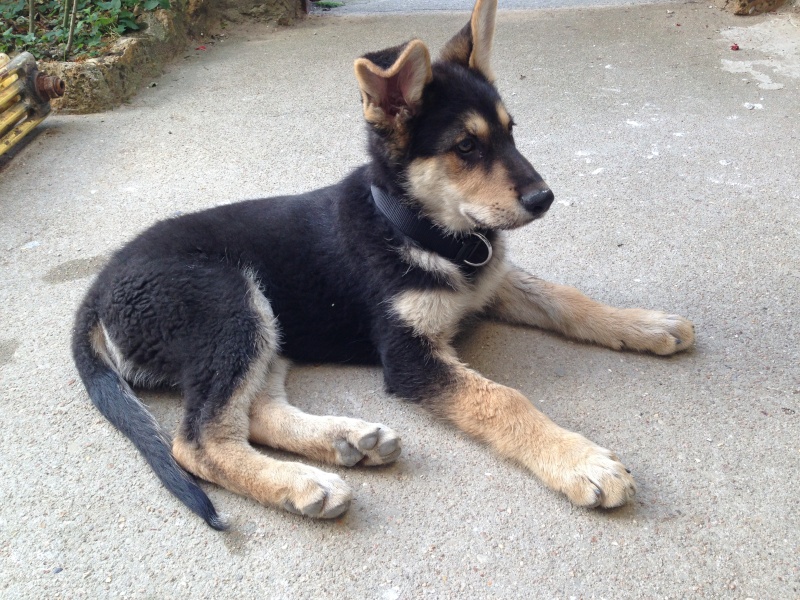 Mon chiot est réellement un berger allemand ? Photo_17