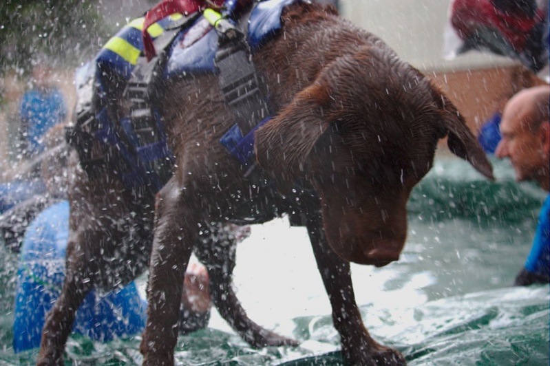 fête du chien 2019  Img_2410