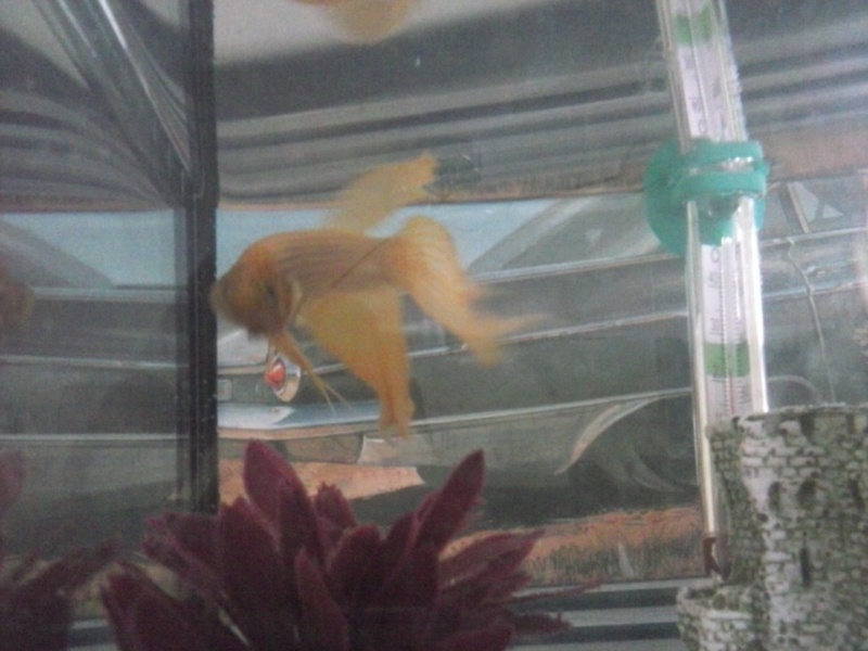 bonjour à tous j'ai eu un betta mais je ne sais sa race Cam00212