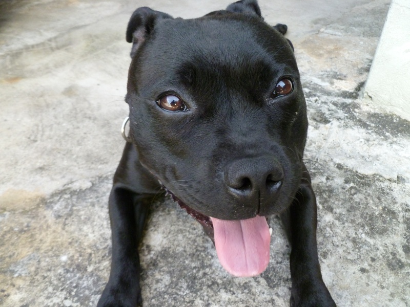 Staffordshire Bull Terrier - BRASIL Carona10