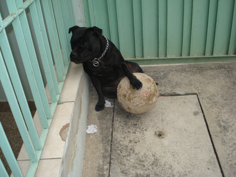Staffies with balls - Page 3 Leela110