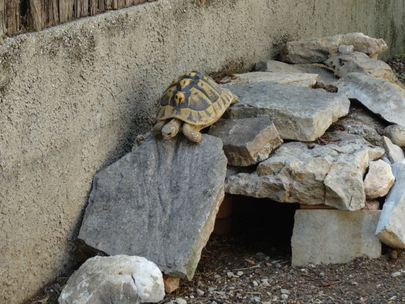 Bassin devenu enclos à tortue Dsc03317