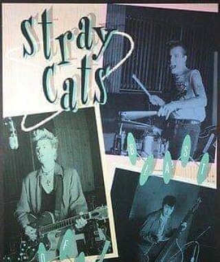 STRAY CATS - Página 8 Img_1074