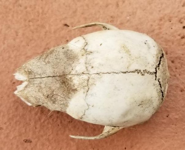 Animal skull found in my yard....WTF is this thing? Resize12