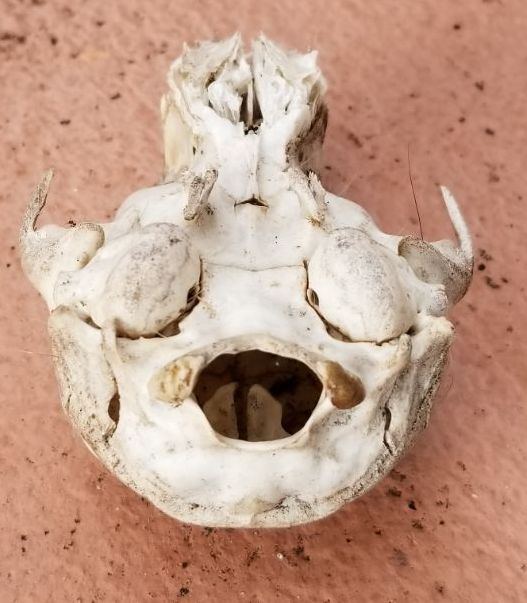 Animal skull found in my yard....WTF is this thing? Resize15