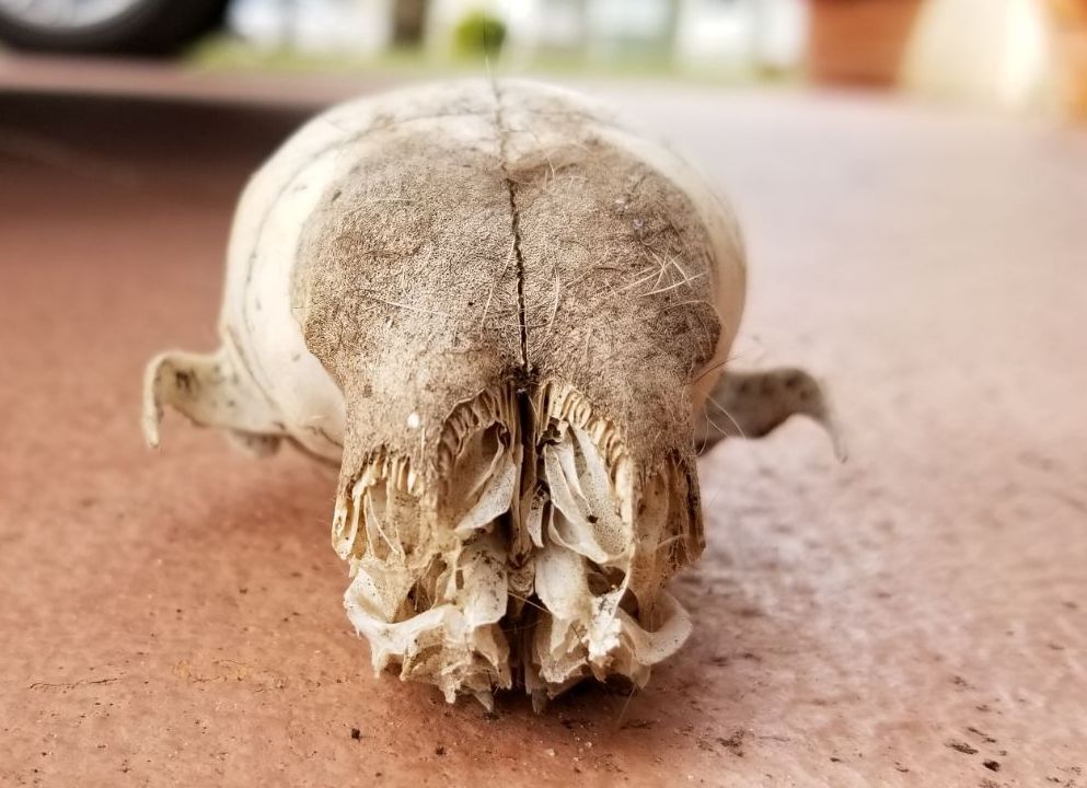 Animal skull found in my yard....WTF is this thing? Resize16