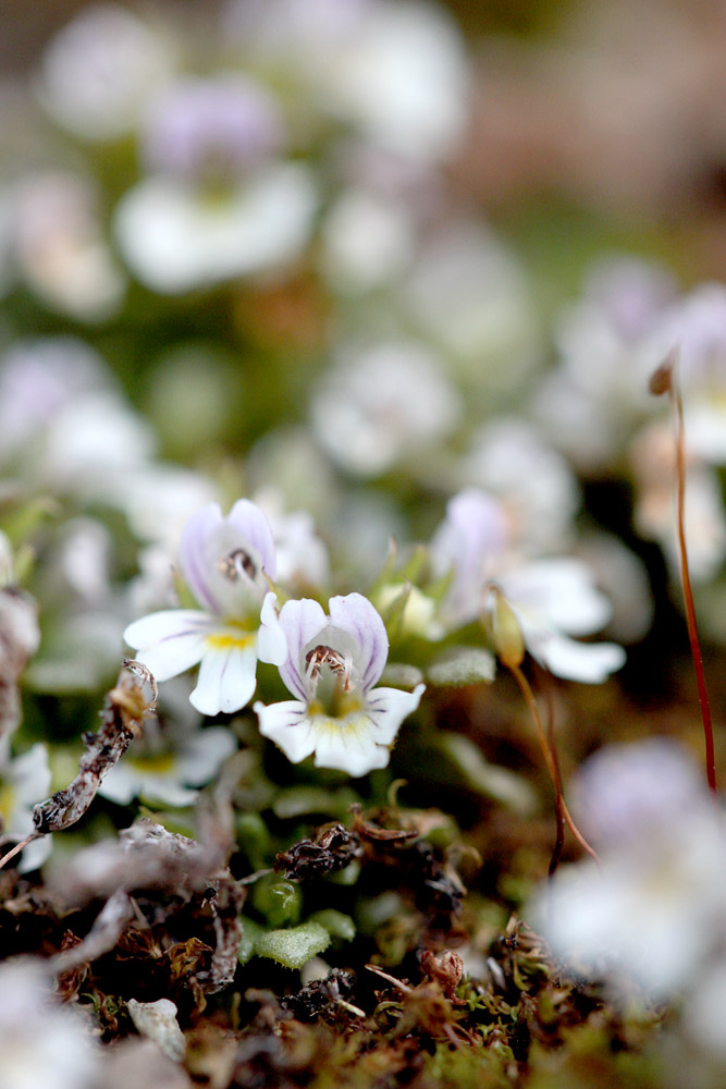 le plein de plantes en Vanoise fin août 03_eup11