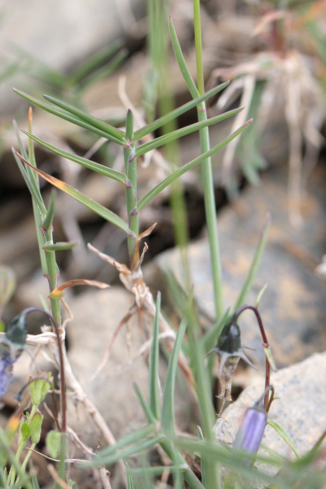 Poacées et Astéracées alpines 04_agr10