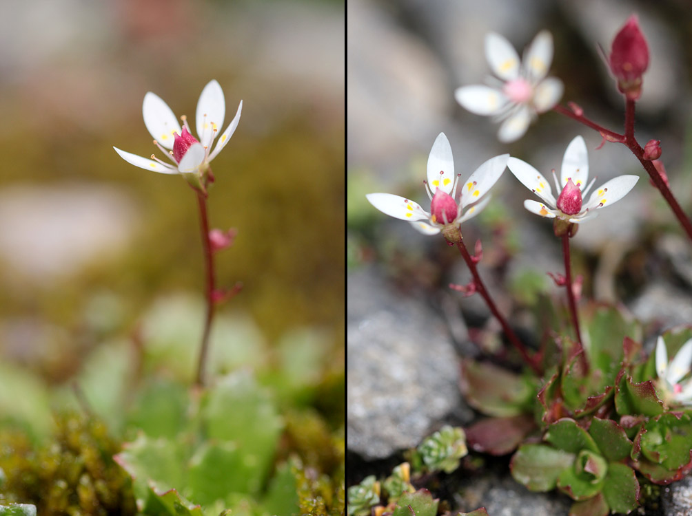 le plein de plantes en Vanoise fin août 08_mic11