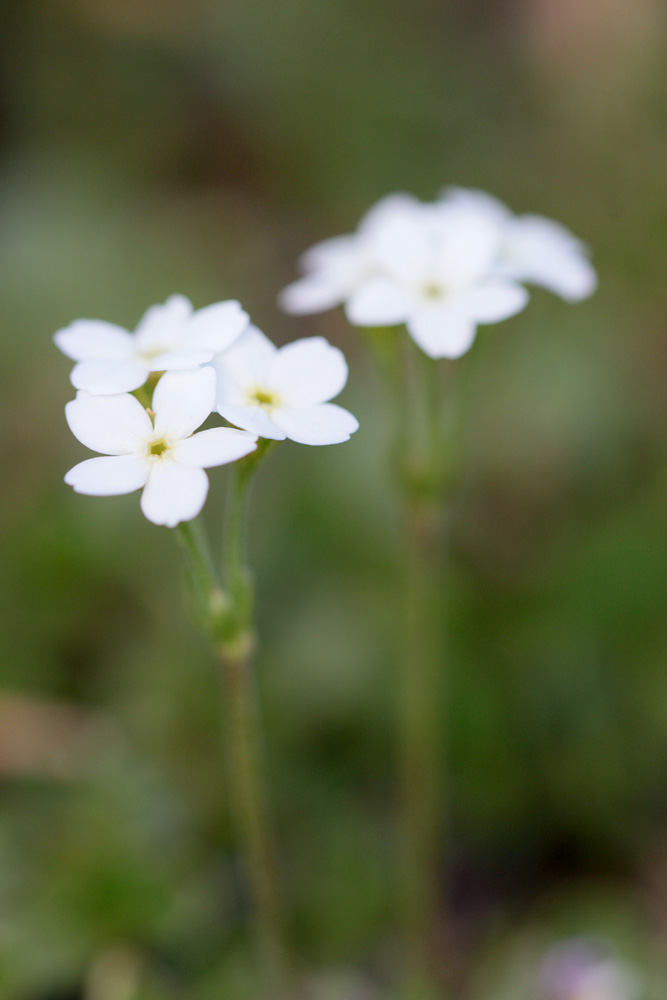 le plein de plantes en Vanoise fin août 09_obt10