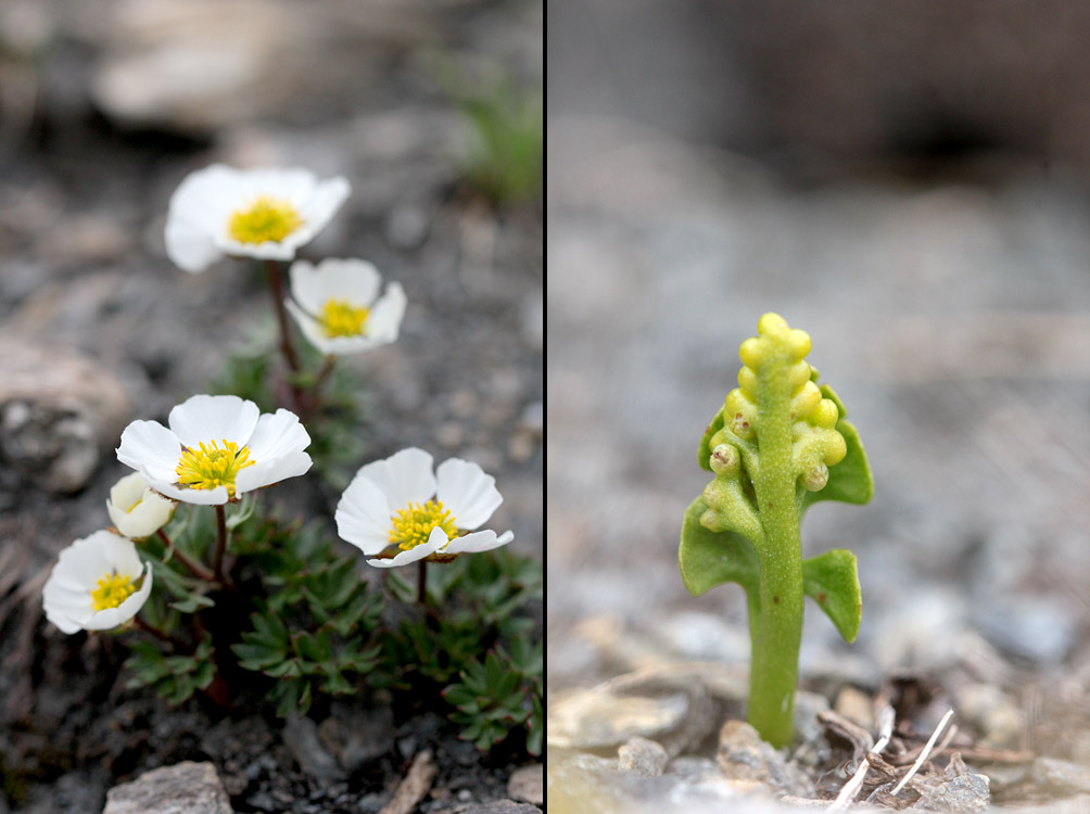 le plein de plantes en Vanoise fin août 17_ran11