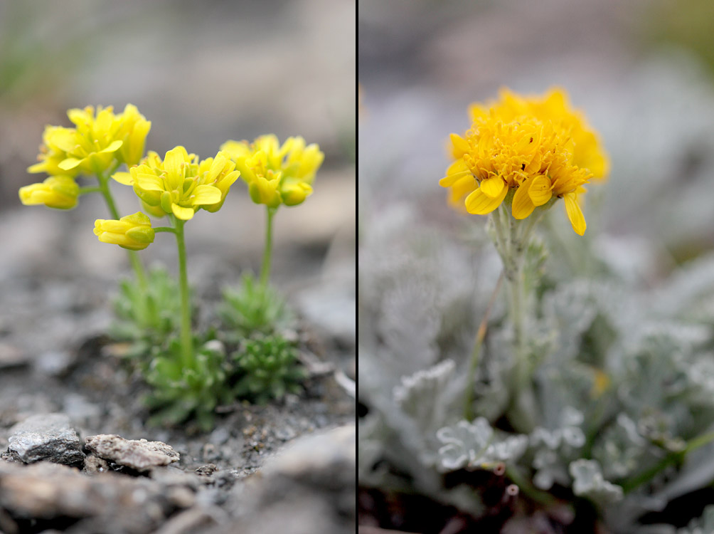 le plein de plantes en Vanoise fin août 18_dra11