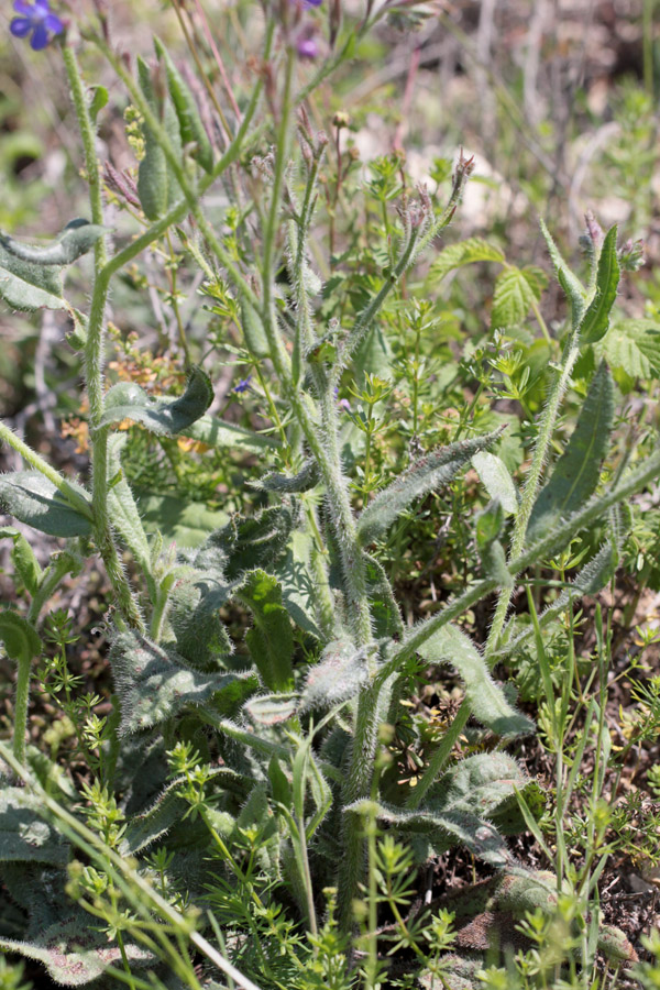 Anchusa ? 2020_013