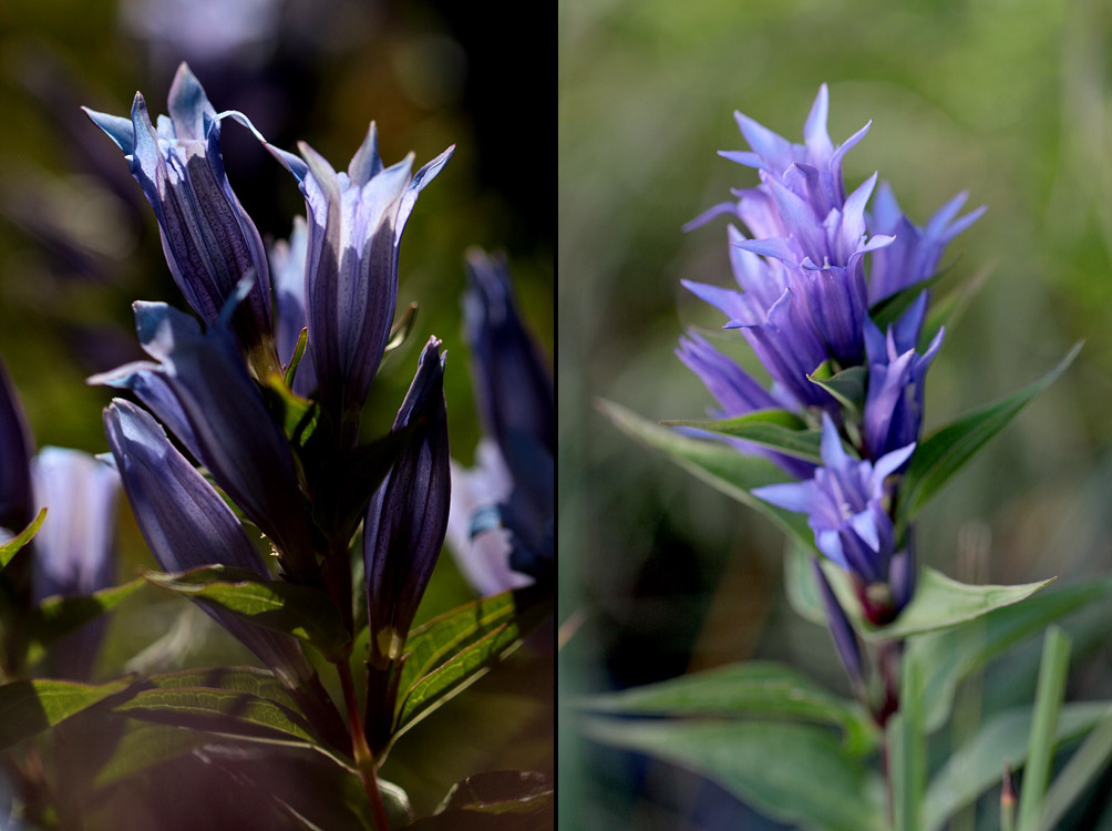 le plein de plantes en Vanoise fin août 22_asc10