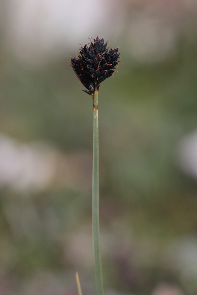 Carex, Noccaea Carex110