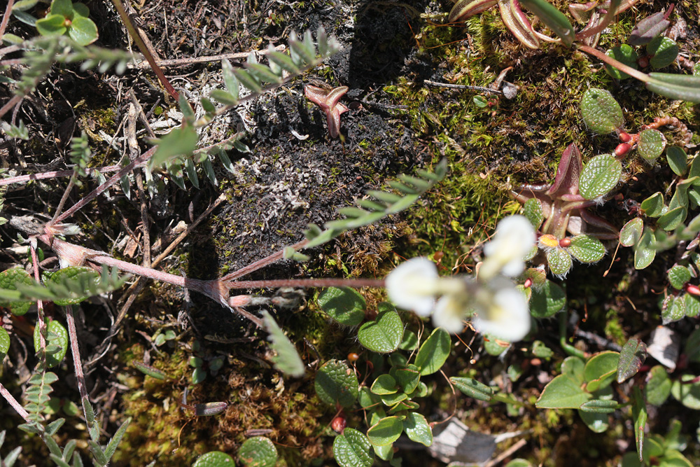 Carex, Noccaea Oxytro11