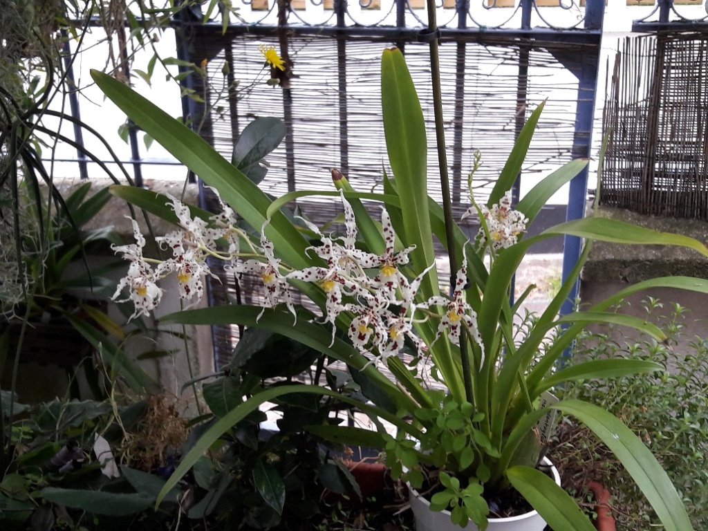 Oncidium naevium 20200617