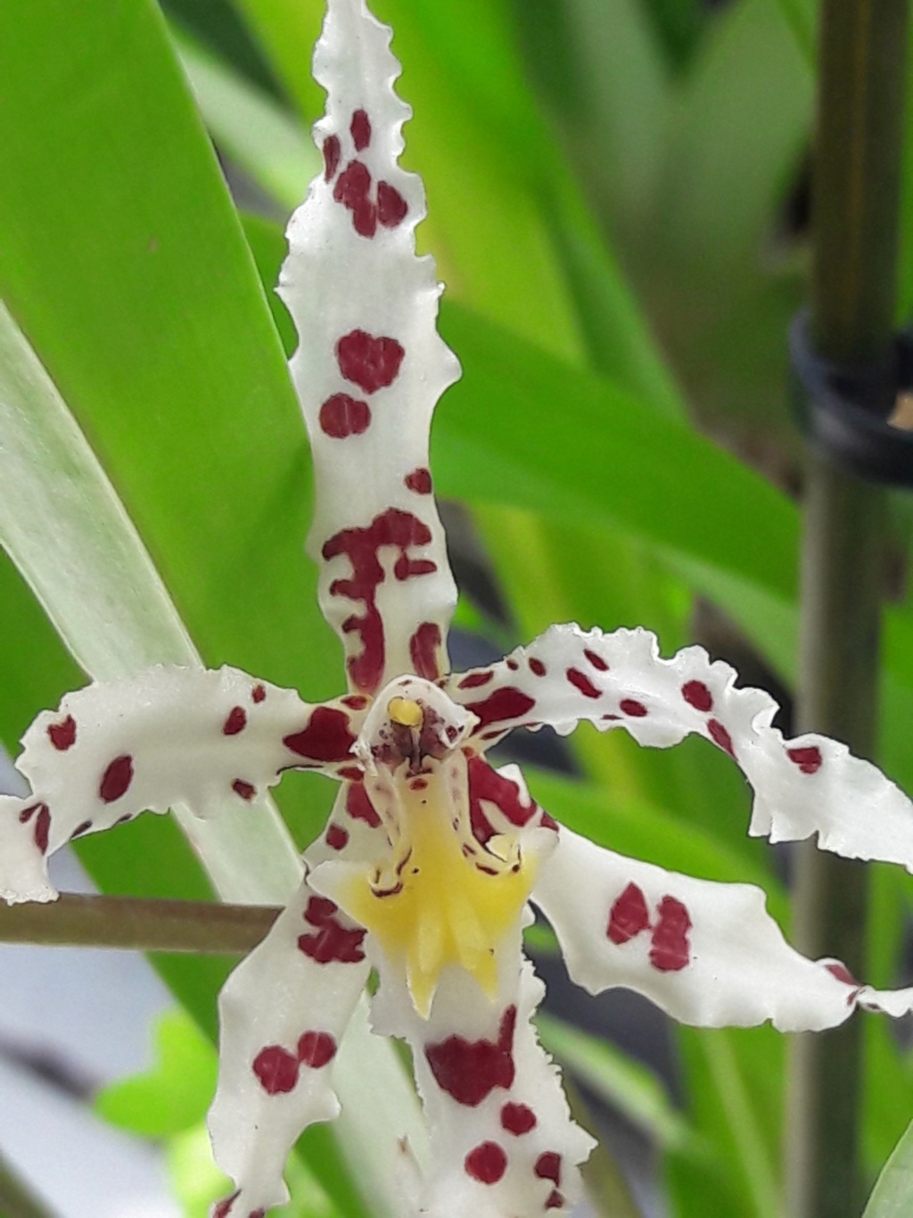 Oncidium naevium 20200712