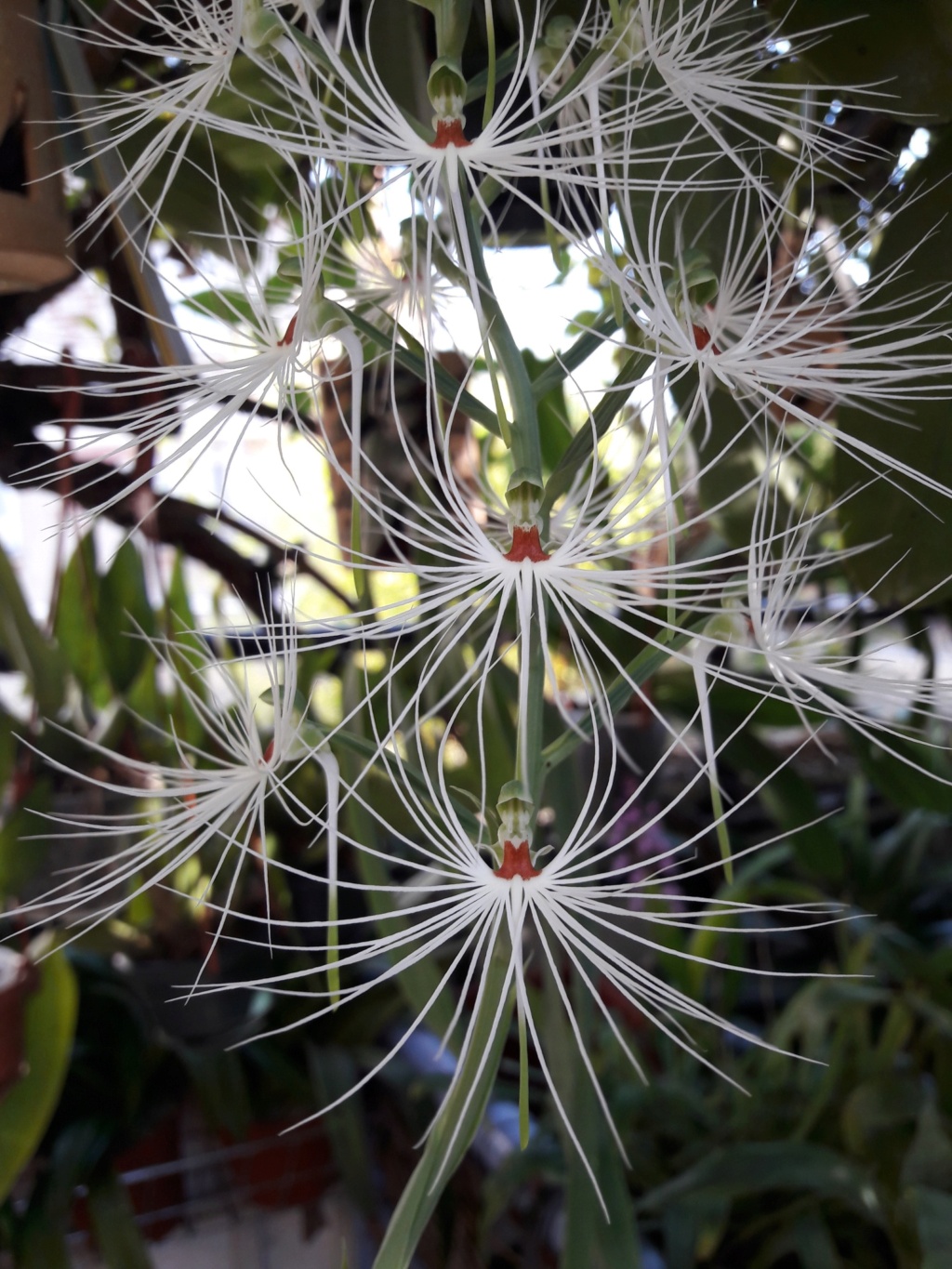 Habenaria medusa 20200811