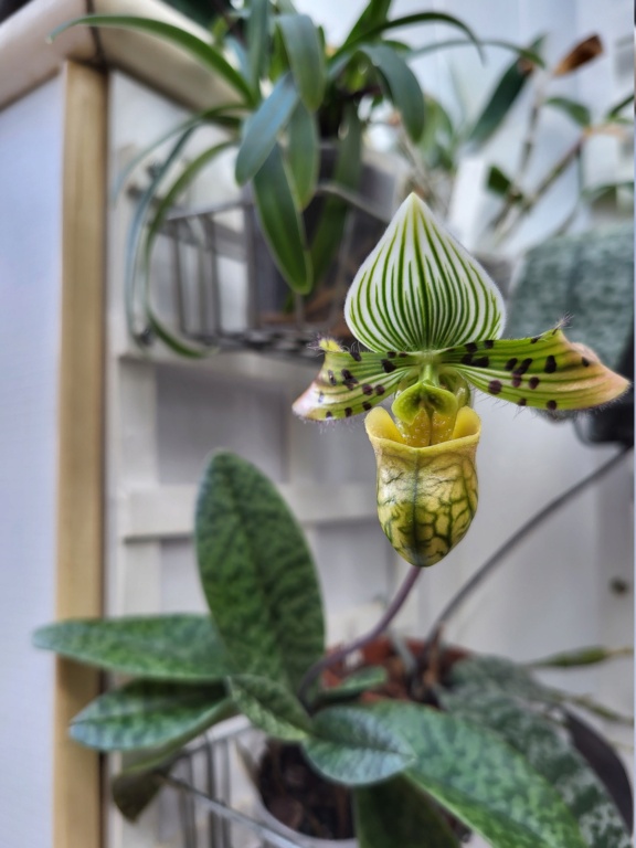 Paphiopedilum venustum 20221218