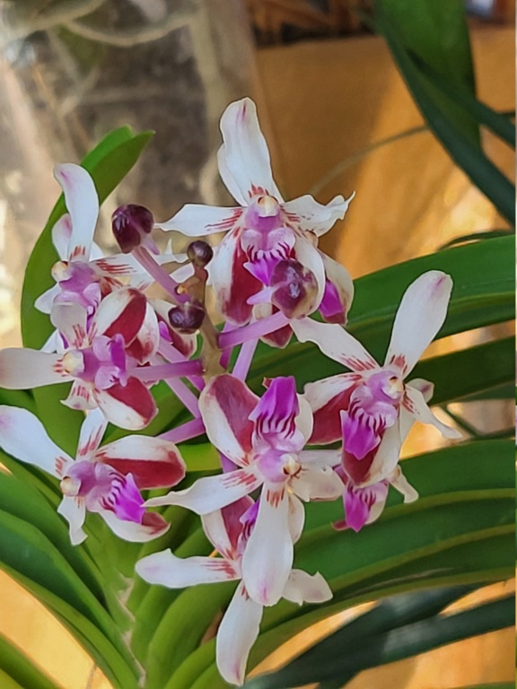 Vanda lamellata var boxalii 20230218