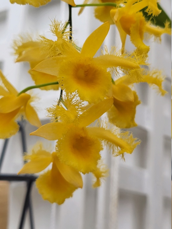 Dendrobium harveyanum 20230516