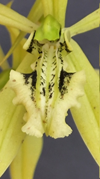 Coelogyne brachyptera 20230810