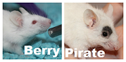 my new mice + variety identification? Boyssi17