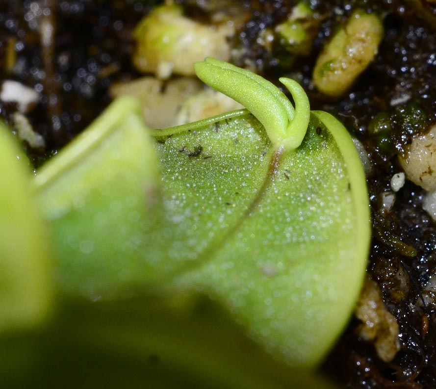pinguicula primuliflora : repos ou pas 25_sep10